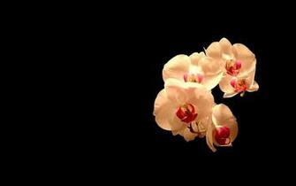 Now Orchid Picture Desktop Wallpaper Read Description Info