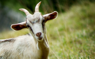 Farm Animals Wallpaper