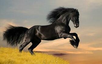 Black Mustang Horse Wallpaper And Image Pictures