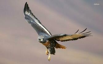 Hawk Wallpaper Animal