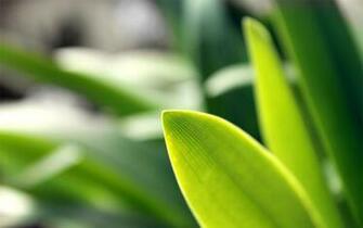 Theme Bin Archive The Leaf HD Wallpaper