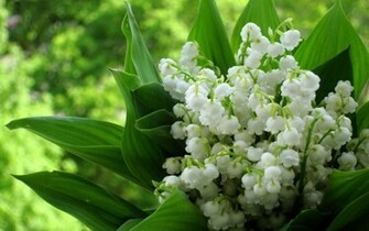 Lily Of The Valley Wallpaper