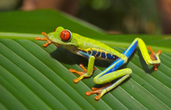 Wallpaper Id Tree Frog Red Eyed Amphibian Nature