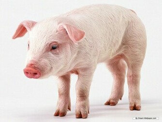 Wallpaper Lovely Pig Index