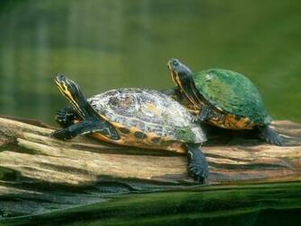 Log Jumping Peninsula Cooter Turtles Wallpaper Animals