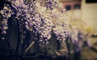 Wisteria Flowers Purple Photo HD Wallpaper Desktop Background