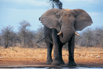 African Elephant Wallpaper