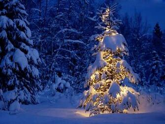 Landscape Christmas Tree In Snow High Quality Background