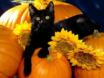 Playful Pets Halloween Wallpaper