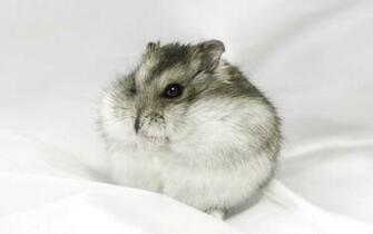 Big Hamster Wallpaper Animals Desktop Cool