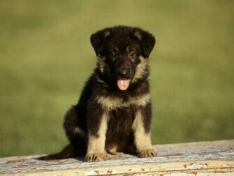 Cute German Shepherd Puppies Doglers