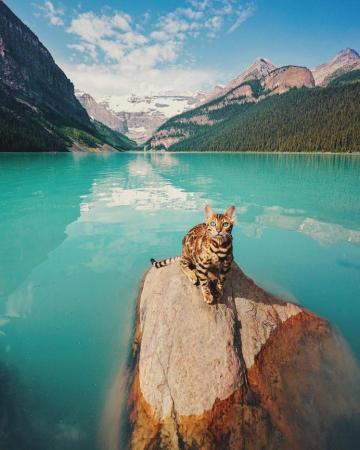 Cat Landscape Mountains Water Rocks Trees Animals Wallpaper