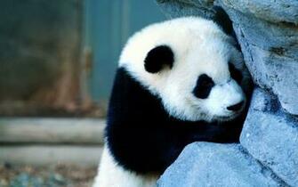 Photography Of Wild Giant Pandas In The Bamboo Forest