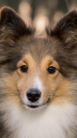 Shetland Sheepdog Dog Muzzle Fluffy iPhone Wallpaper