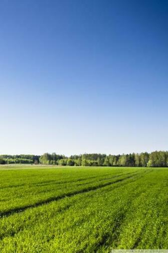 Url Live Wallpaper Net iPhone Item Spring