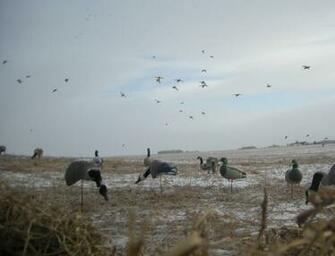 Duck Hunting Wallpaper Guided Goose