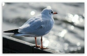 Seagull Wallpaper