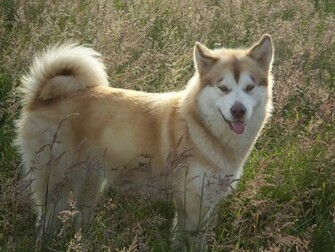 Malamute Wallpaper