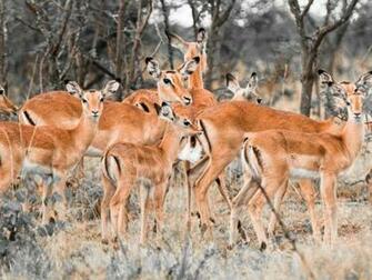 Beautiful Wallpaper Deer