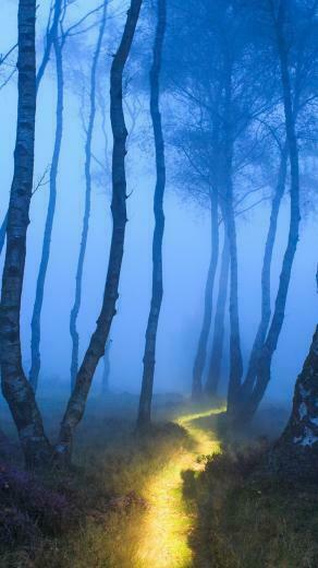 Blue Forest Lock Screen iPhone Wallpaper HD