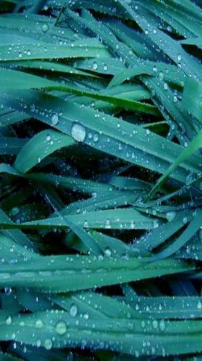Awesome Water Drops iPhone Wallpaper HD