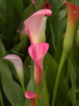 Beautiful Pink Calla Lilies