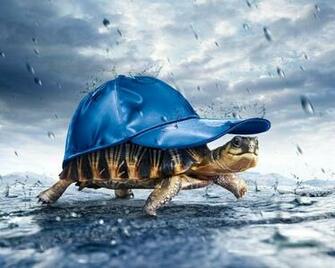 Cool Wallpaper Funny