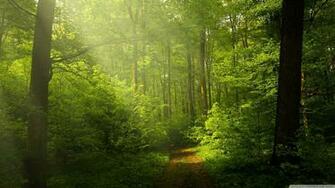Beautiful Nature Image Green Forest 4k HD Desktop Wallpaper
