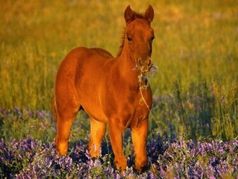 Quarter Horse Fillies HD Wallpaper Widescreen
