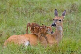 Whitetail Deer36849d Deer