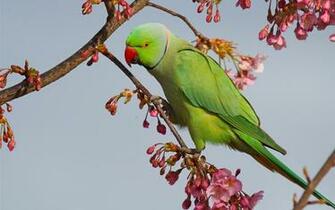 Wallpaper Sakura Flowering Branches Green Parrot HD