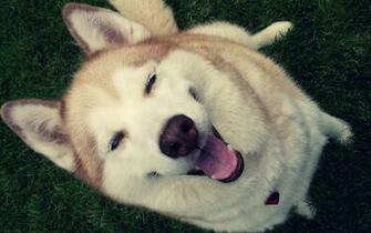 Funny Husky Dog HD Wallpaper