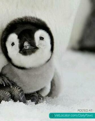 Penguins With Baby Penguin