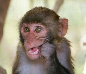 Monkeys Cute