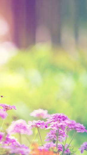 Lilac Purple Flowers iPhone 5s Wallpaper