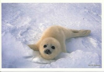 Related Items Cute Baby Harp Seal Pup Wallpaper Image