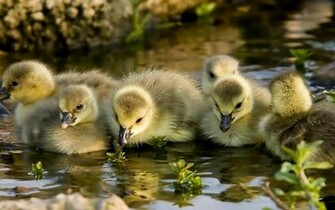 Bird Baby Ducks Wallpaper HD