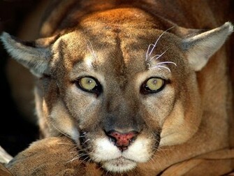 Cougar Desktop Wallpaper Animal Wp S Pinte