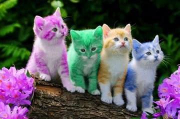 Animal Wallpaper For Your Desktop