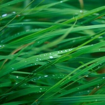 Apple Inc Grass Macintosh Blades Wallpaper