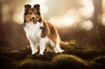 Shetland Sheepdog HD Wallpaper And Background