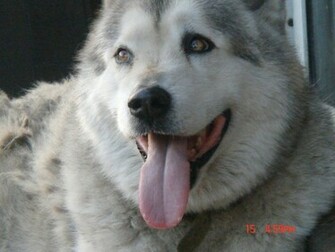 Malamute D Alaska Wallpaper