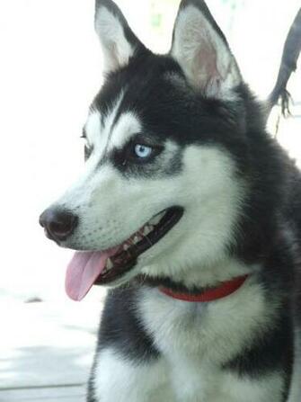 Alaskan Husky By Mikepaws