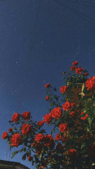 Aesthetic Phone Background Ideas iPhone