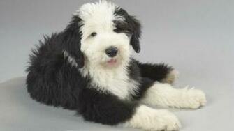 Old English Sheepdog Wallpaper Animals Dog