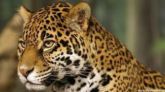 Jaguar Wallpaper Stunning HD For