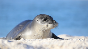 Monk Seal Wallpaper
