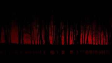 Dark Forest HD Wallpaper Background Image