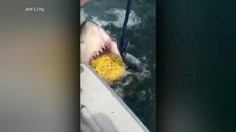 American Woman Killed By Sharks While Snorkeling In Bahamas