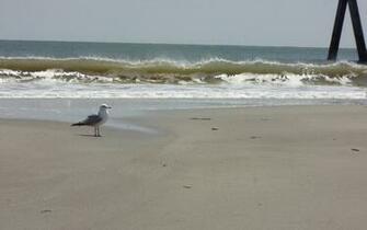 Tybee Island Image Crazy Gallery For